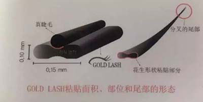 GOLD LASH：快看！拉高顏值的秘密法寶……