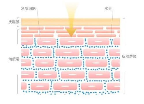 皮膚屏障“守護神” 實力維穩(wěn)，無懼季節(jié)性敏感