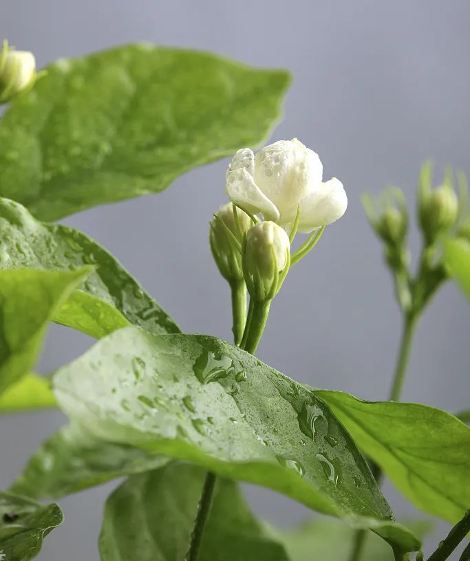 茉莉原液 | 鮮花植萃養(yǎng)顏?zhàn)o(hù)膚能量