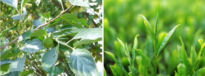 想讓精華效果翻多倍？做對這三點就OK！
